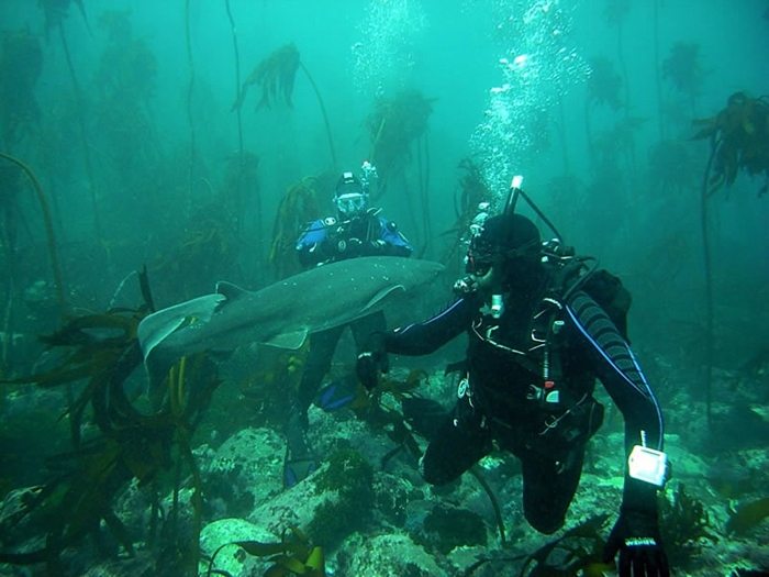 TOP 10 Dive Sites of South Africa